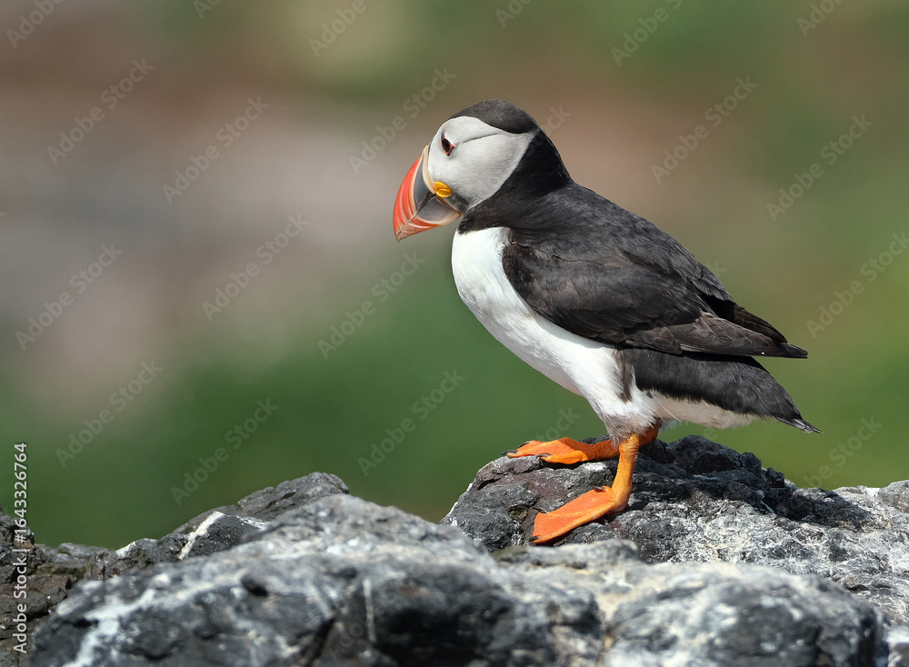 Obraz premium Puffins are any of three species of small alcids in the bird genus Fratercula. These are pelagic seabirds that feed primarily by diving in the water. They breed in large colonies on coastal cliffs.r
