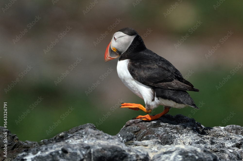 Obraz premium Puffins are any of three species of small alcids in the bird genus Fratercula. These are pelagic seabirds that feed primarily by diving in the water. They breed in large colonies on coastal cliffs.r