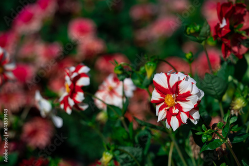 Close-Up of a Red and White Flower With a Bee Pollinating
