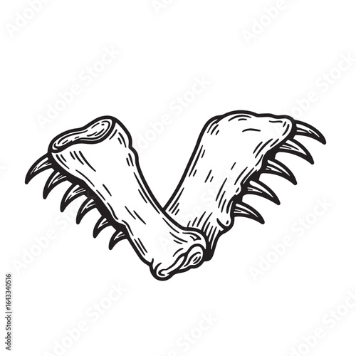 Detailed black and white illustration of a predatory clawed animal jaw bone