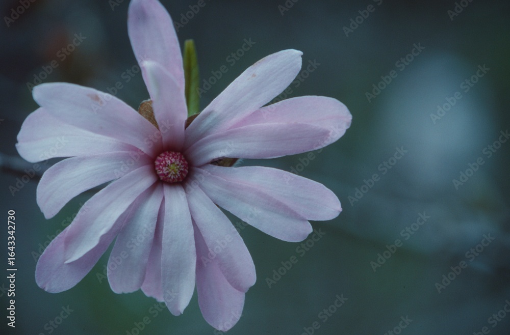 Fototapeta premium 日本のシデコブシ