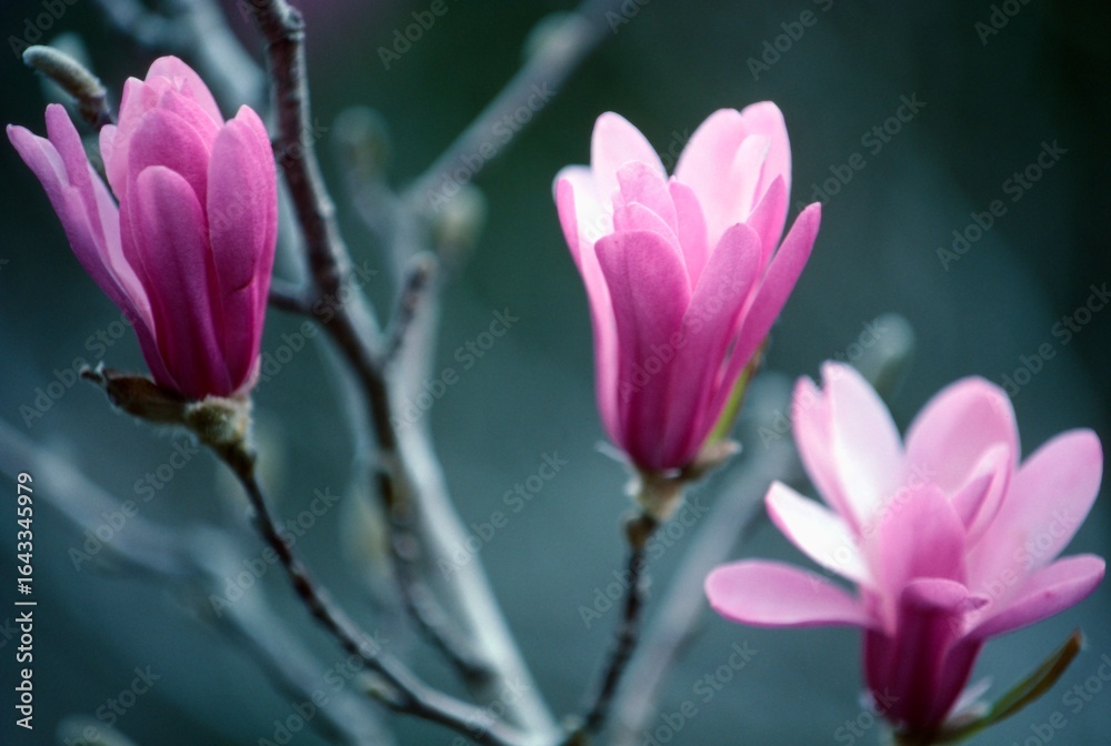 Fototapeta premium 日本のシデコブシ