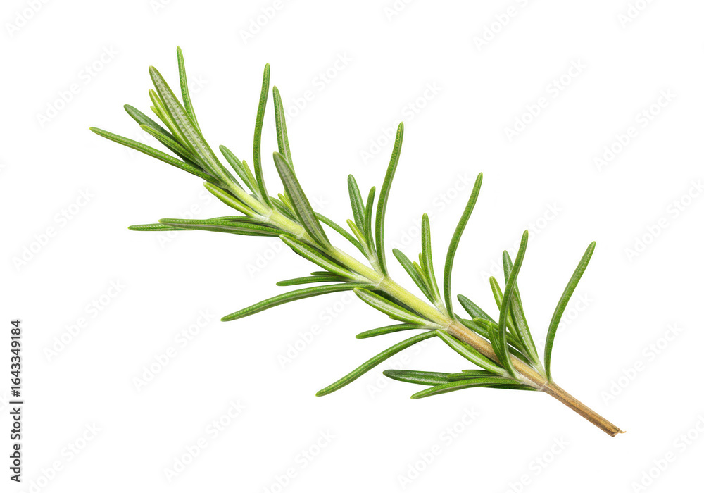 Fresh rosemary herb branch with green leaves, isolated on transparent background, a popular aromatic culinary spice and ingredient for cooking and seasoning Fresh rosemary herb branch with green leaves, isolated on transparent background, a popular aromatic culinary spice and ingredient for cooking and seasoning