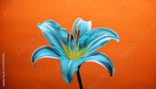 cyan lily flower with stamen against an orange background a vibrant close up shot showing intricate details floral design minimalist art botanical illustration