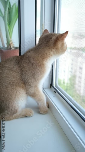 British Golden Chinchilla looking out of the window at birds on a sunny day
