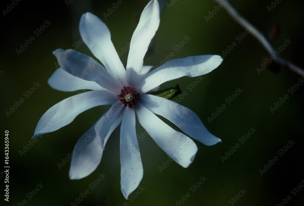 Fototapeta premium 日本のシデコブシ