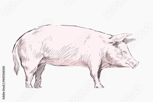 Pig sketch animal illustration vector
