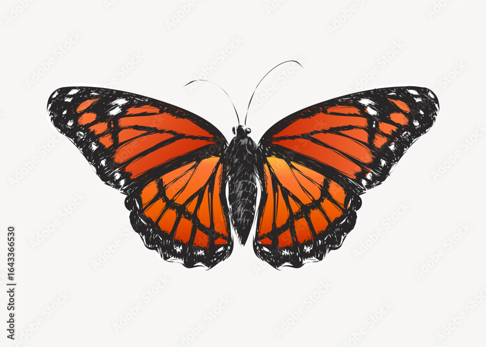Fototapeta premium Monarch butterfly animal illustration vector