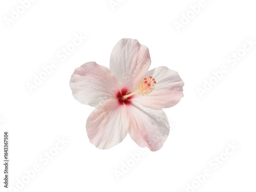 Single Pink Hibiscus Flower Isolated on White