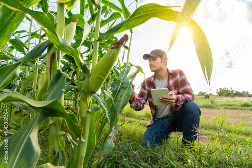 Cuadro en lienzo Asian farmer kneeling in a lush green cornfield, using a tablet to inspect crops under bright sunlight, representing smart farming, crop monitoring, and modern agriculture
