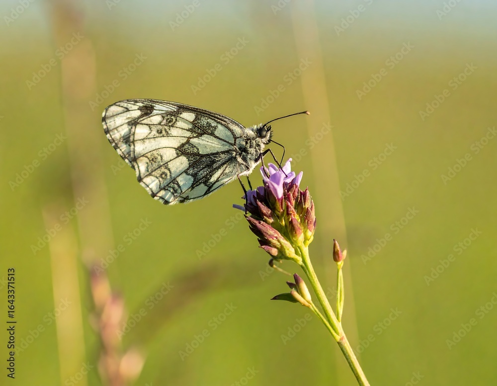 Fototapeta premium White butterfly on purple flower