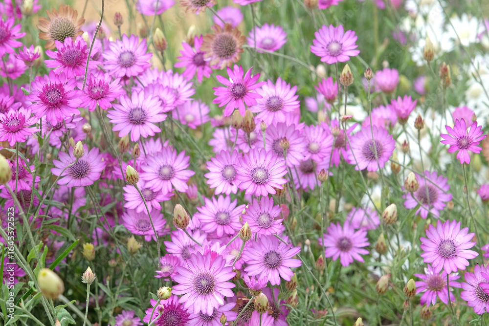 Naklejka premium Purple Xeranthemum annuum, Annual everlasting or paper daisy in flower.