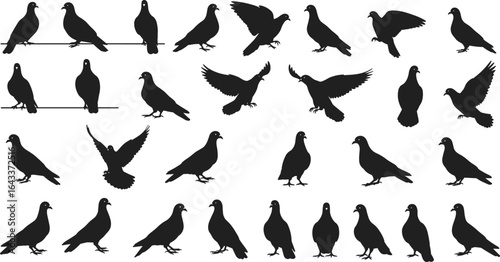 Silhouette collection of pigeons in various poses—flying, perching, and walking—perfect for bird illustrations, design projects, and decor.