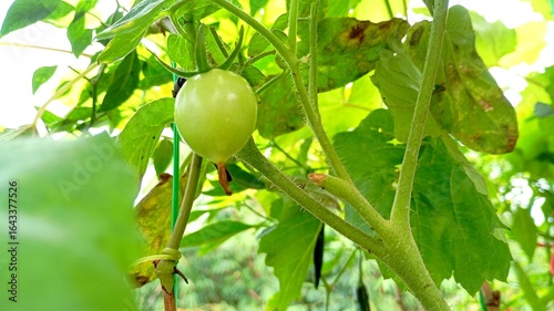 Close-Up of Unripe Green Tomato on Plant – Fresh Organic Vegetable in the Garden