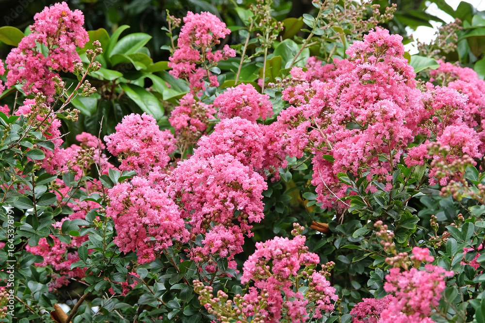 Obraz premium Soft pink Lagerstroemia indica, crepe myrtle, in flower.