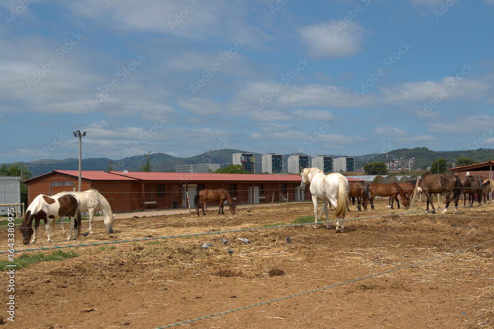 Obraz premium A group of horses in a hay corral, with stables and an urban landscape in the distance under a blue sky. This image symbolizes the rural life that persists near large cities.