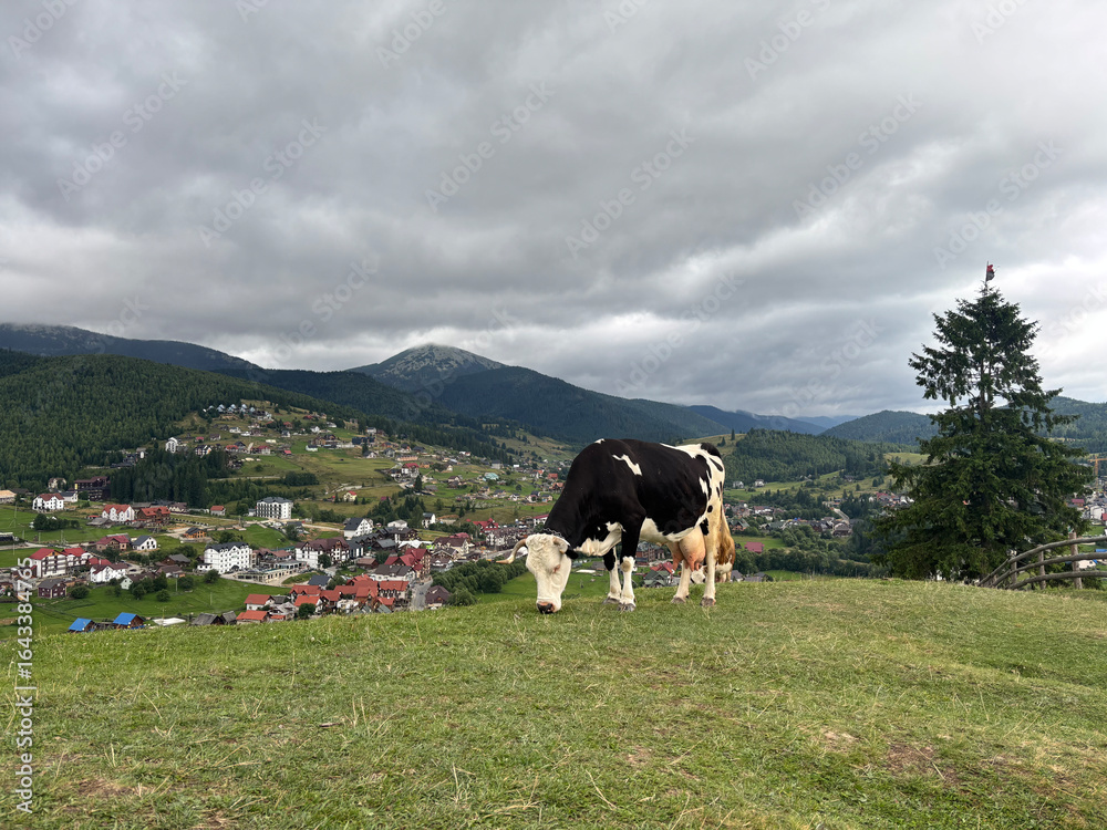 Fototapeta premium cows in the field
