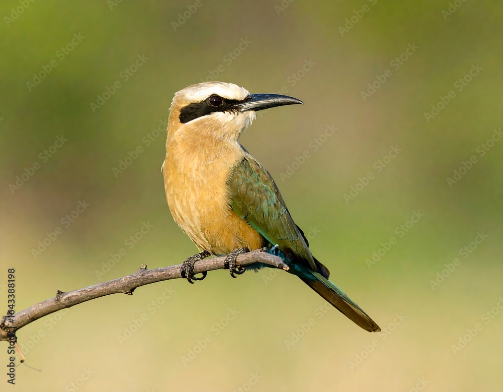 Fototapeta premium Bird perched on branch, soft focus