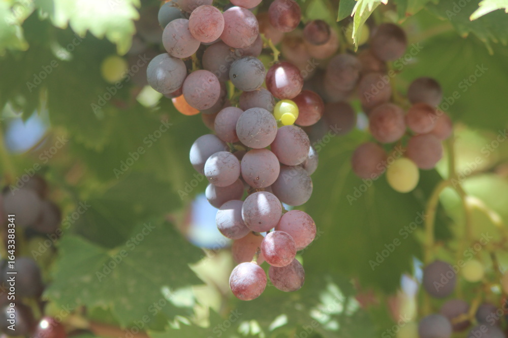 Fresh purple grapes hanging from tree Fresh purple grapes hanging from tree