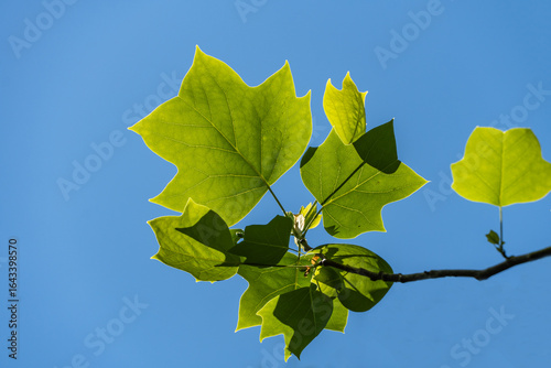 Close-up view of vibrant green leaves Tuliptree, American Tulip Tree, Tulip Poplar, Whitewood. against backdrop bright sky, creating serene and natural atmosphere.