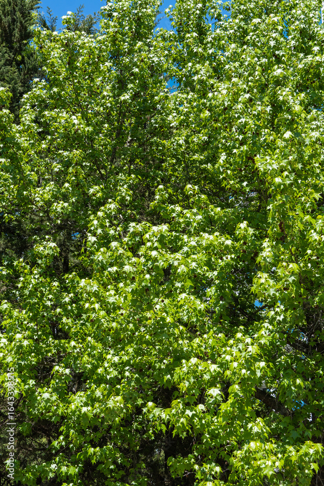 Fototapeta premium Lush, vibrant tree Liquidambar styraciflua or American sweetgum with dense green foliage, illuminated by sunlight, creating vivid and lively natural scene. Nature concept for design.