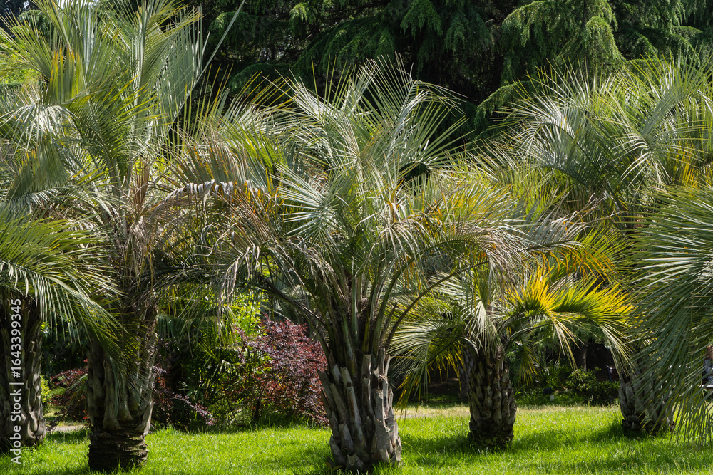 Obraz premium Park scene featuring group of palm trees Butia capitata with fan-shaped leaves. Trees are surrounded by various green shrubs and plants. Background includes mix of tall trees and clear blue sky.
