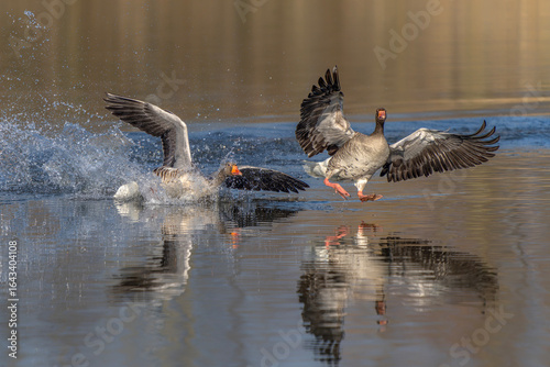 Valokuva Greylag Goose (Anser anser) chasing another male goose in territorial display