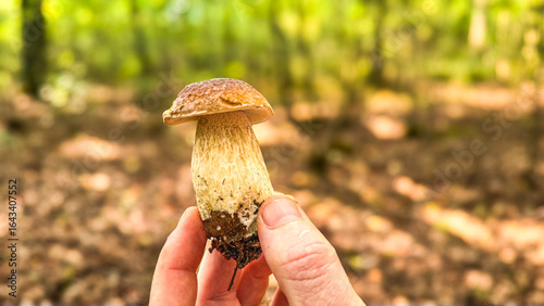 A hand holds a freshly picked porcini mushroom in the forest.