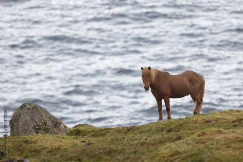Horse by the sea