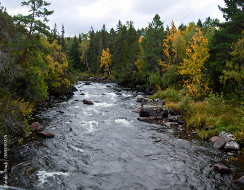 Autumnal river in forest landscape
