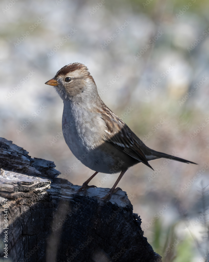 Fototapeta premium Small sparrow perched on a log in a serene natural setting during daylight hours