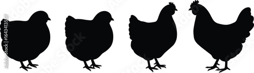 Chicken silhouette set, black hen vector, poultry farm animal graphic, rural barnyard livestock icon, domestic fowl illustration, agricultural farming bird shape art