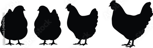 Chicken silhouette vector, farm hen illustration, poultry animal graphic, rural livestock design, black bird shape art, agricultural farming symbol, barnyard domestic fowl icon