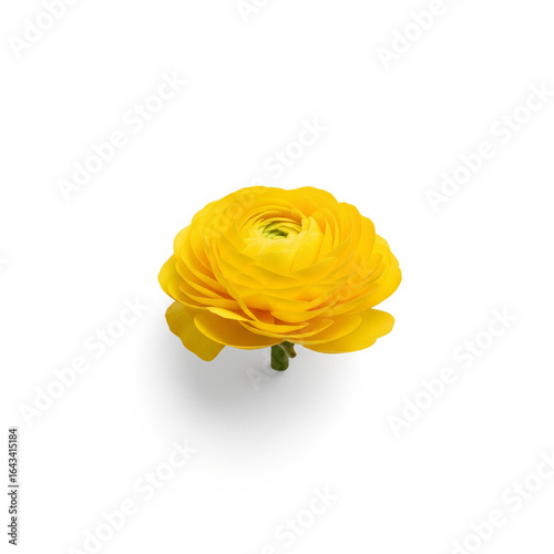 Elegant composition of a single yellow flower, isolated on a white background

