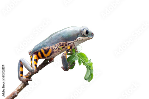 Photography Phyllomedusa hypochondrialis climbing on branch, Northern orange-legged leaf fro