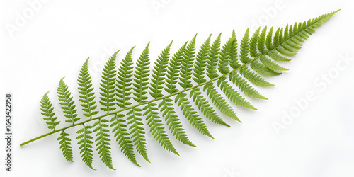 Green fern isolated on transparent background  