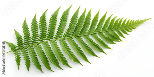 Green fern isolated on transparent background  