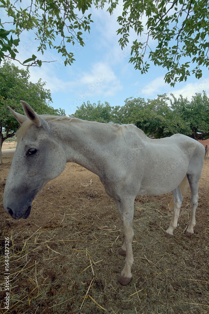 Obraz premium White-coated farm horse in a natural outdoor setting. The image captures the serenity and animal life in the wild.