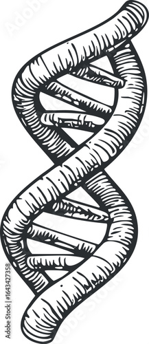 Black and white hand-drawn illustration of a DNA double helix structure representing genetics and molecular biology