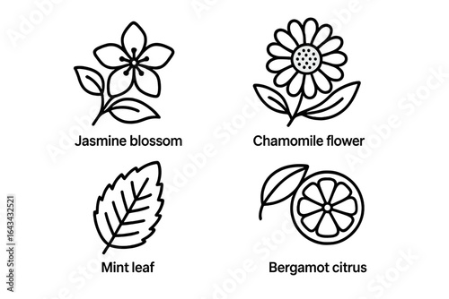 Tea flavors outline icon set. Vector collection of herbal infusions ingredients. Jasmine blossom, chamomile flower, mint leaf, bergamot citrus. Line art for packaging.