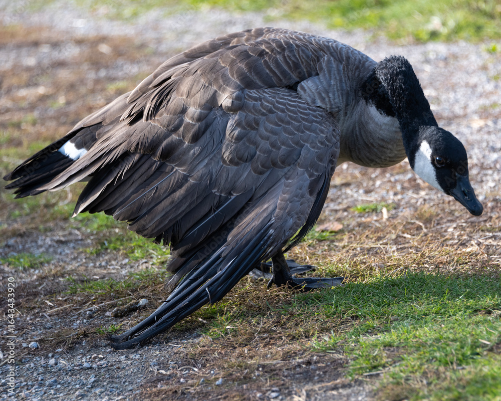 Naklejka premium Adult canadian goose foraging along the grass in a park during a sunny afternoon