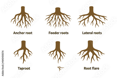 Tree Root Icon Set, Isometric Flat Vector Illustrations of Diverse Tree Root Systems including Anchor Root, Feeder Roots, Lateral Roots, Taproot, and Root Flare on Transparent Background