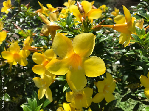 Allamanda Creeper in full yellow bloom, also known as hammock viper’s-tail, licebush, wild allamanda, wild wist yellow mandevilla, and yellow dipladenia, basking in bright sunshine.
