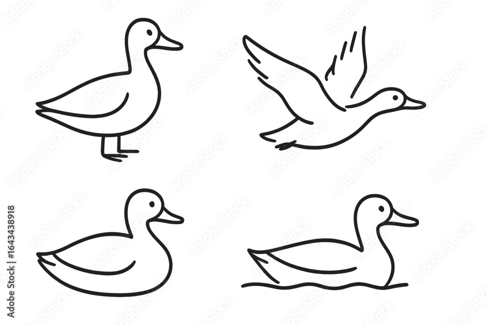 Duck line art illustration set. Minimalist duck sketch in black in various poses: standing, sitting, flying, swimming. Simple bird poses outline vector icon collection. Duck line art illustration set. Minimalist duck sketch in black in various poses: standing, sitting, flying, swimming. Simple bird poses outline vector icon collection.