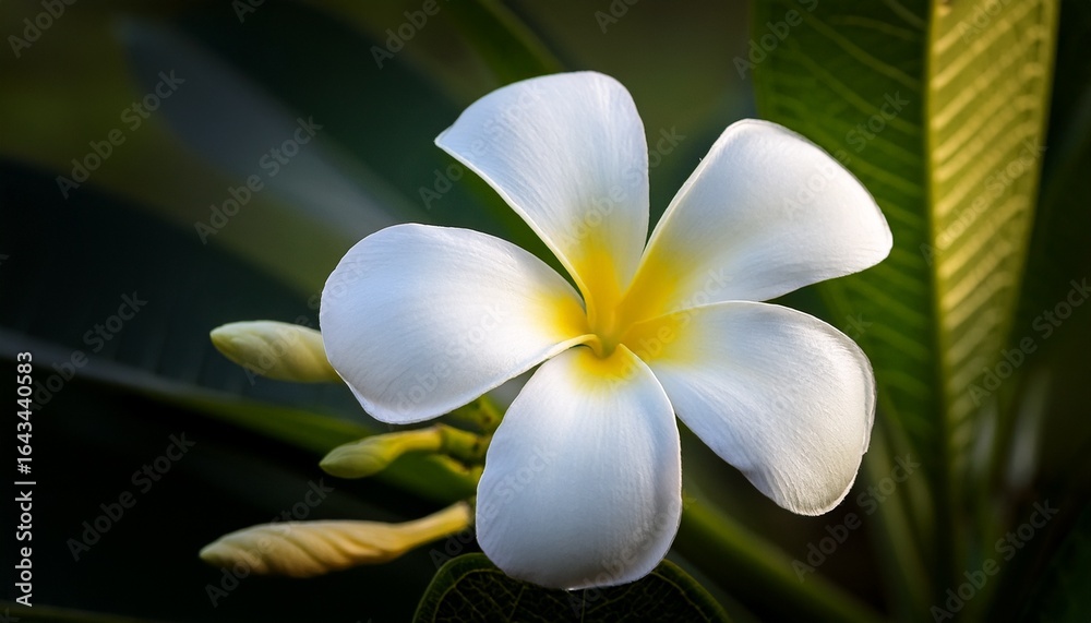 Naklejka premium closeup of a plumeria pudica with white petals and yellow center