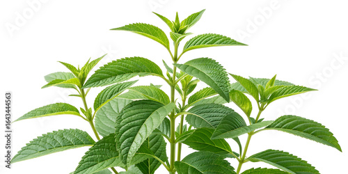 Green plant isolated on transparent background  