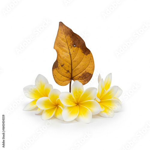 Dry and wilted epipremnum aureum leaf in the center of frangipani flowers, isolated on a white background

