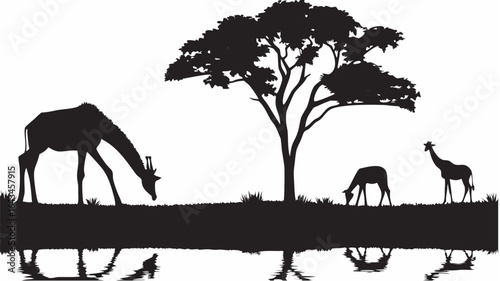 Silhouette of giraffes grazing near a tree reflected in water on a white background in the savanna |  editable eps vectors
