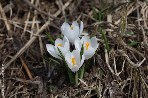 white crocus flowers