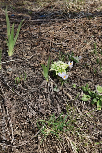 sprouting flowers